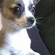 Max participe au concours pour gagner de l'argent avec cette photo : carnivoran, chihuahua, companion_dog, corgi_chihuahua, dog, dog_breed, dog_breed_group, dog_like_mammal, fawn, miniature_fox_terrier, puppy, snout, toy_dog, whiskers