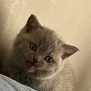 Hermès participe au concours pour gagner de l'argent avec cette photo : kitten, cat, gray, fluffy, cute, pet, animal, feline, whiskers, ears, eyes, mouth, fur, closeup, portrait, indoor, young, curious, soft, adorable