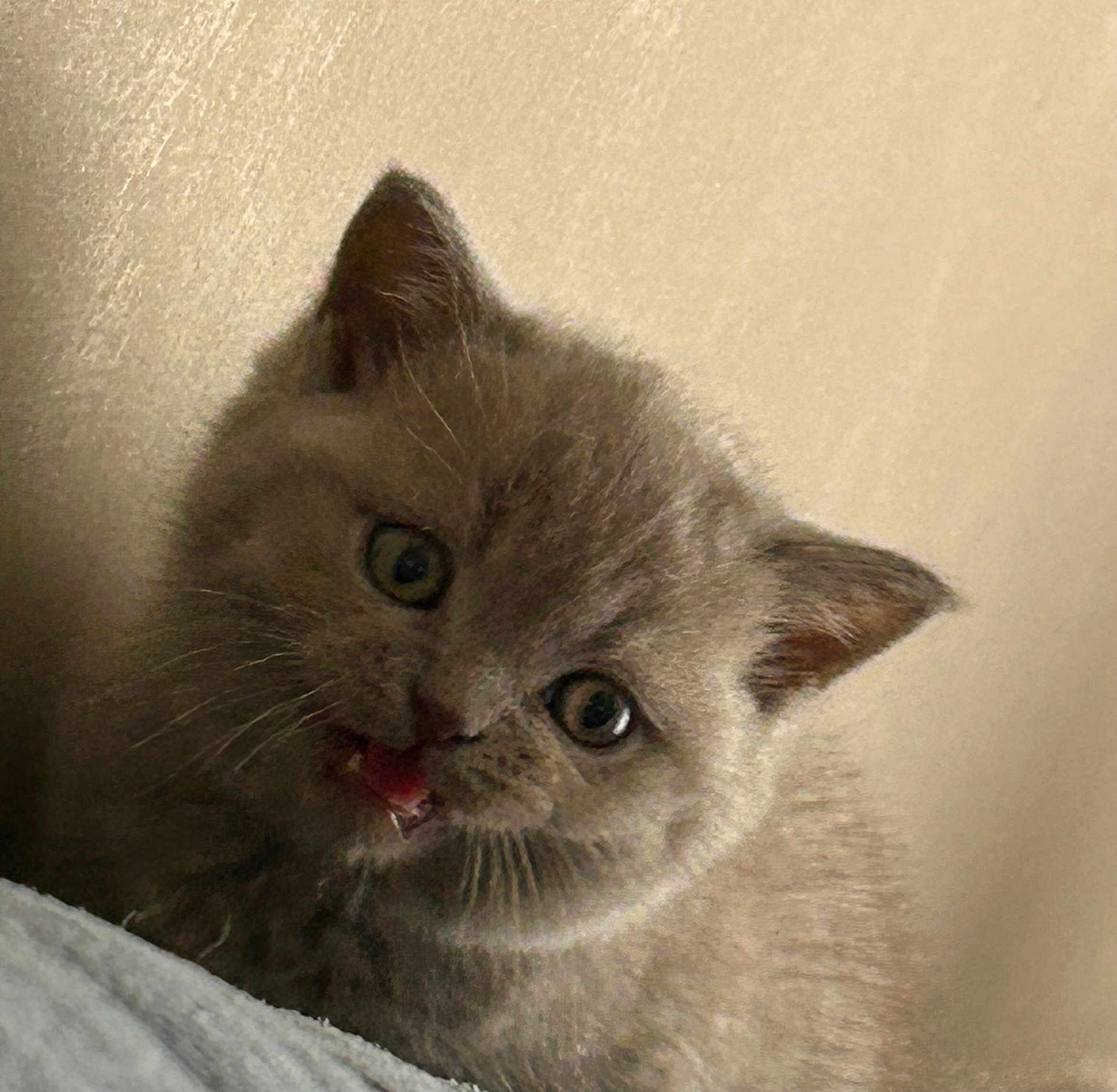 Hermès participe au concours pour gagner de l'argent avec cette photo : kitten, cat, gray, fluffy, cute, pet, animal, feline, whiskers, ears, eyes, mouth, fur, closeup, portrait, indoor, young, curious, soft, adorable