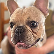 Raymond a rejoint le concours — aidez-le/la à gagner de superbes lots ! french_bulldog, dog, puppy, close_up, pet, animal, face, ears, fur, snout, nose, eyes, mouth, person, hand, indoor, blurred_background, cute, adorable, portrait