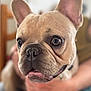 french_bulldog, dog, puppy, close_up, pet, animal, face, ears, fur, snout, nose, eyes, mouth, person, hand, indoor, blurred_background, cute, adorable, portrait