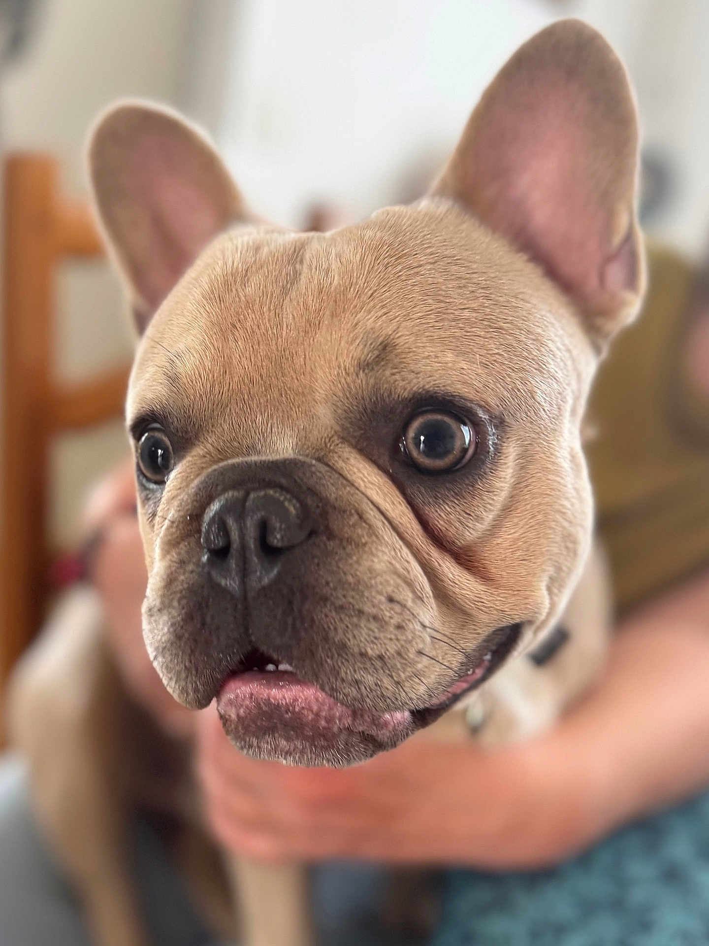 Raymond a rejoint le concours — aidez-le/la à gagner de superbes lots ! french_bulldog, dog, puppy, close_up, pet, animal, face, ears, fur, snout, nose, eyes, mouth, person, hand, indoor, blurred_background, cute, adorable, portrait