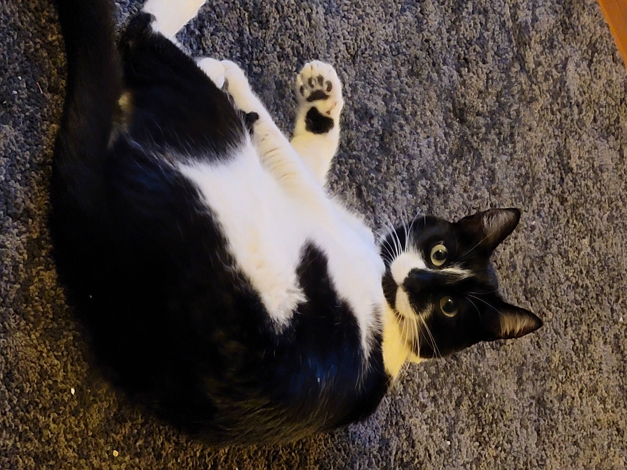 Lucy is registered to the contest to win money with this photo: carnivore, cat, claw, domestic_short_haired_cat, felidae, fur, grass, paw, plant, rock, sand, shadow, small_to_medium_sized_cats, snout, soil, tail, terrestrial_animal, whiskers, wildlife, wood