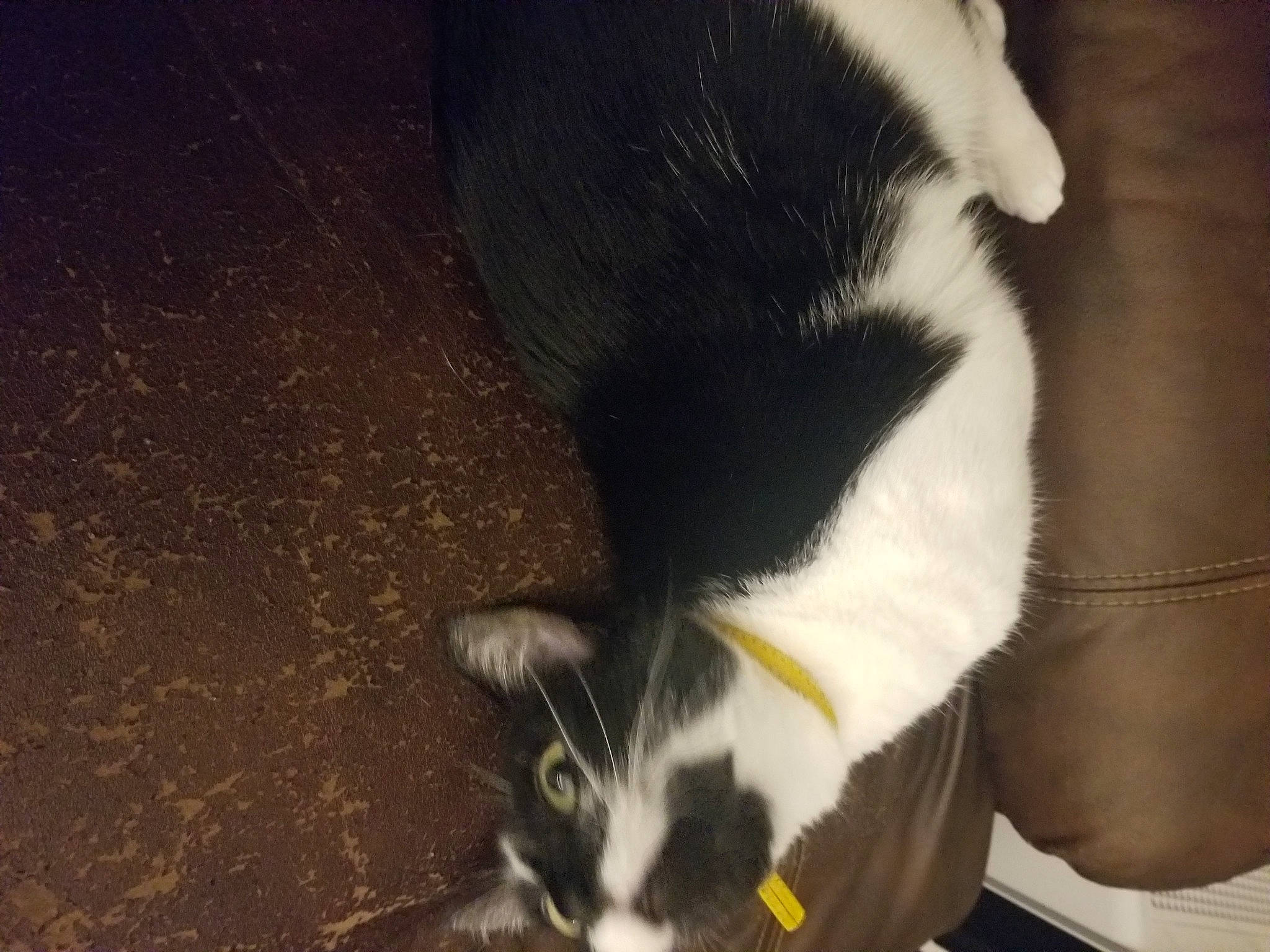 Lucy is registered to the contest to win money with this photo: carnivore, cat, cat_supply, claw, comfort, dog_breed, domestic_short_haired_cat, felidae, foot, fur, human_leg, paw, small_to_medium_sized_cats, snout, tail, terrestrial_animal, whiskers