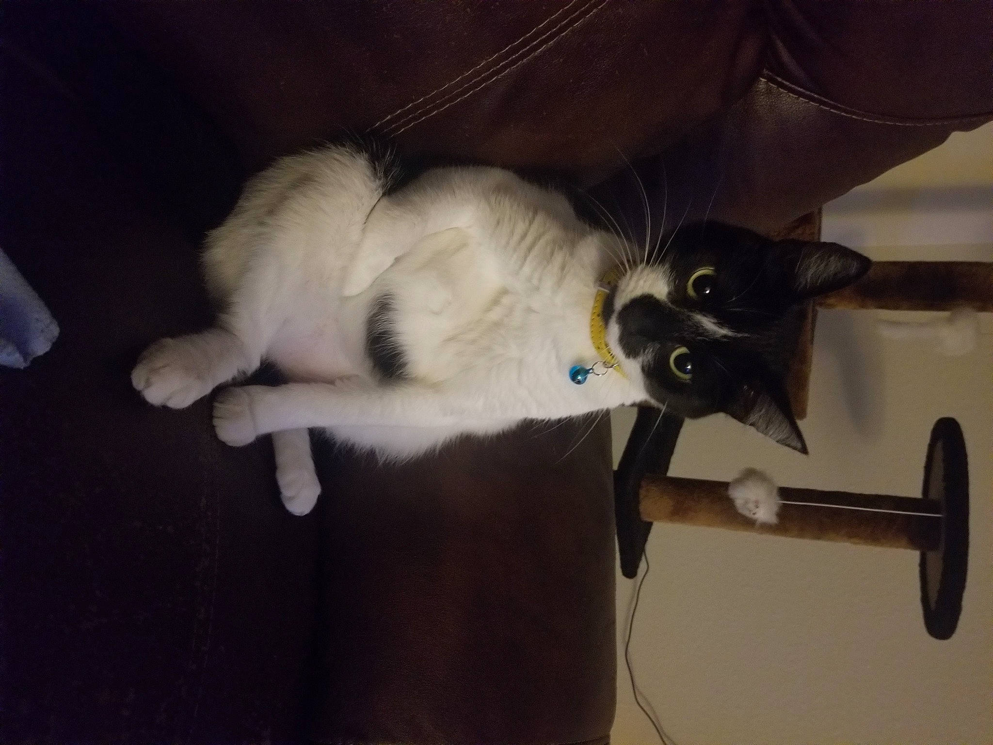 Lucy joined the competition — help win amazing prizes! carnivore, cat, claw, companion_dog, dog_breed, domestic_short_haired_cat, fawn, felidae, flooring, fur, hardwood, paw, small_to_medium_sized_cats, snout, tail, whiskers, wood