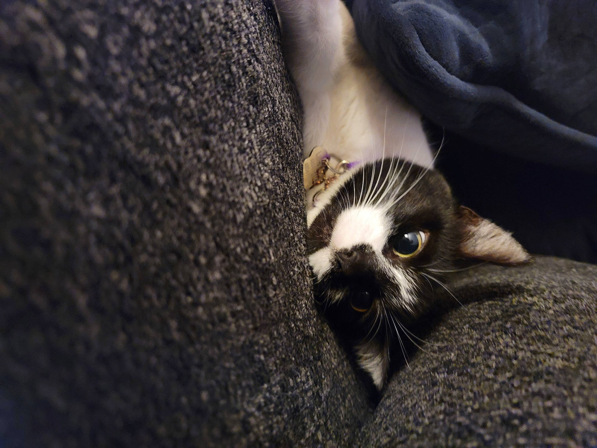 Lucy joined the competition — help win amazing prizes! carnivore, cat, claw, darkness, domestic_short_haired_cat, felidae, flash_photography, fur, grey, monochrome_photography, organism, small_to_medium_sized_cats, snout, tail, terrestrial_animal, tree, whiskers, wildlife, window, wood