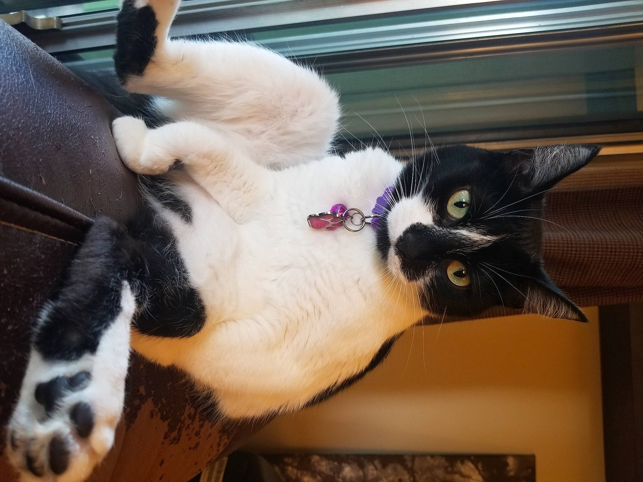 Lucy is registered to the contest to win money with this photo: carnivore, cat, cat_supply, claw, collar, comfort, domestic_short_haired_cat, fawn, felidae, fur, mammal, natural_material, paw, plant, small_to_medium_sized_cats, snout, tail, vertebrate, whiskers, window