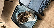 Noopy a rejoint le concours — aidez-le/la à gagner de superbes lots ! cat, suitcase, clothing, folded_clothes, wooden_floor, indoor, pet, feline, curious, looking_up, travel, packing, organized, home, comfort, cozy, domestic_animal, striped_cat, resting, empty_space
