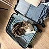 cat, suitcase, clothing, folded_clothes, wooden_floor, indoor, pet, feline, curious, looking_up, travel, packing, organized, home, comfort, cozy, domestic_animal, striped_cat, resting, empty_space