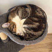 Noopy a rejoint le concours — aidez-le/la à gagner de superbes lots ! cat, tabby, sleeping, curled_up, pet, feline, indoor, cozy, resting, fur, cute, cat_bed, soft, gray, wooden_floor, domestic_animal, animal, quiet, peaceful, relaxed