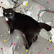 Chérie participe au concours pour gagner de l'argent avec cette photo : cat, tuxedo_cat, black_and_white, feline, pet, animal, green_eyes, whiskers, long_tail, lying_down, couch, sofa, cushions, blanket, indoor, home, portrait, colorful_stars, sparkles, relaxed