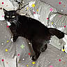 animal, black_and_white, blanket, cat, colorful_stars, couch, cushions, feline, green_eyes, home, indoor, long_tail, lying_down, pet, portrait, relaxed, sofa, sparkles, tuxedo_cat, whiskers