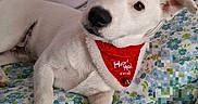 Boy a rejoint le concours — aidez-le/la à gagner de superbes lots ! bed, bedspread, black_nose, brown_eyes, christmas, dog, festive, floppy_ears, floral_pattern, holiday, indoor, lying_down, pet, portrait, puppy, red_bib, santa_hat, text_overlay, white_dog, white_fur