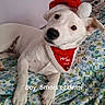 bed, bedspread, black_nose, brown_eyes, christmas, dog, festive, floppy_ears, floral_pattern, holiday, indoor, lying_down, pet, portrait, puppy, red_bib, santa_hat, text_overlay, white_dog, white_fur
