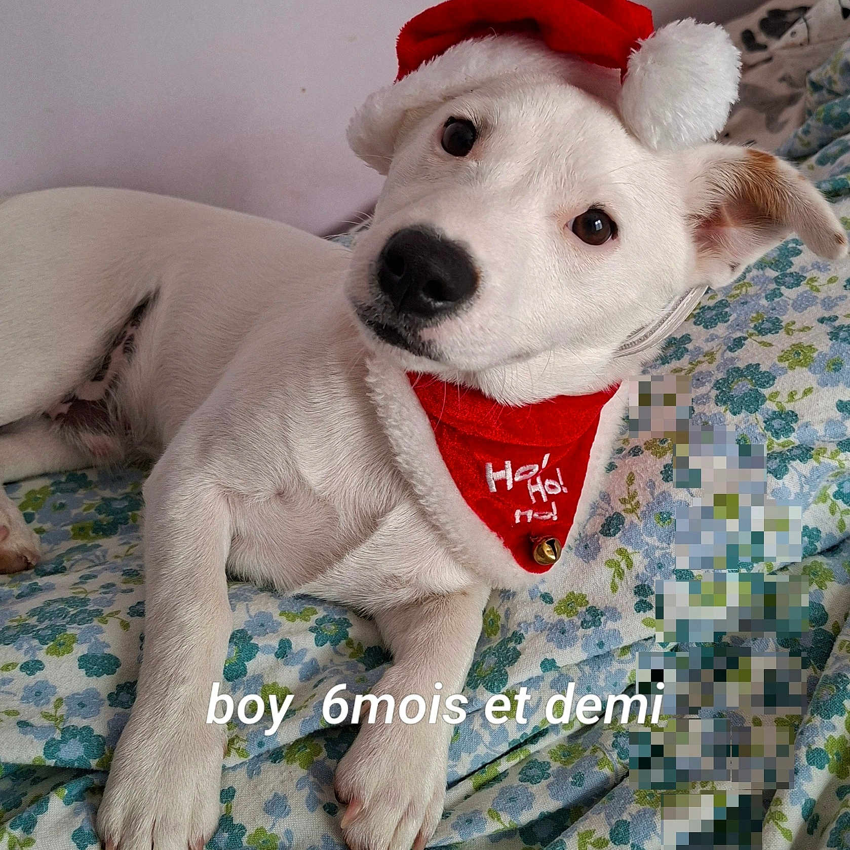 Boy