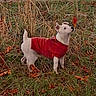 Boy participe au concours pour gagner de l'argent avec cette photo : animal, autumn, daylight, dog, fallen_leaves, garden, grass, nature, outdoor, pet, pointed_ears, portrait, profile, puppy, red_sweater, rural, short_hair, standing, tall_grass, white_dog