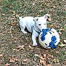 Boy participe au concours pour gagner de l'argent avec cette photo : animal, autumn, blue_harness, dog, football, grass, leaves, lying_down, nature, outdoor, pet, playful, playing, puppy, soccer_ball, sports, standing, teeth, white_dog, yard