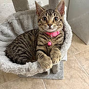 Subi joined the competition — help win amazing prizes! animal, cat, cat_hammock, collar, curious, cute, domestic_cat, feline, floor, fur, indoor, kitten, looking, pet, pet_accessory, pink_collar, resting, tabby, whiskers, young_cat