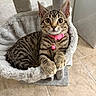 animal, cat, cat_hammock, collar, curious, cute, domestic_cat, feline, floor, fur, indoor, kitten, looking, pet, pet_accessory, pink_collar, resting, tabby, whiskers, young_cat