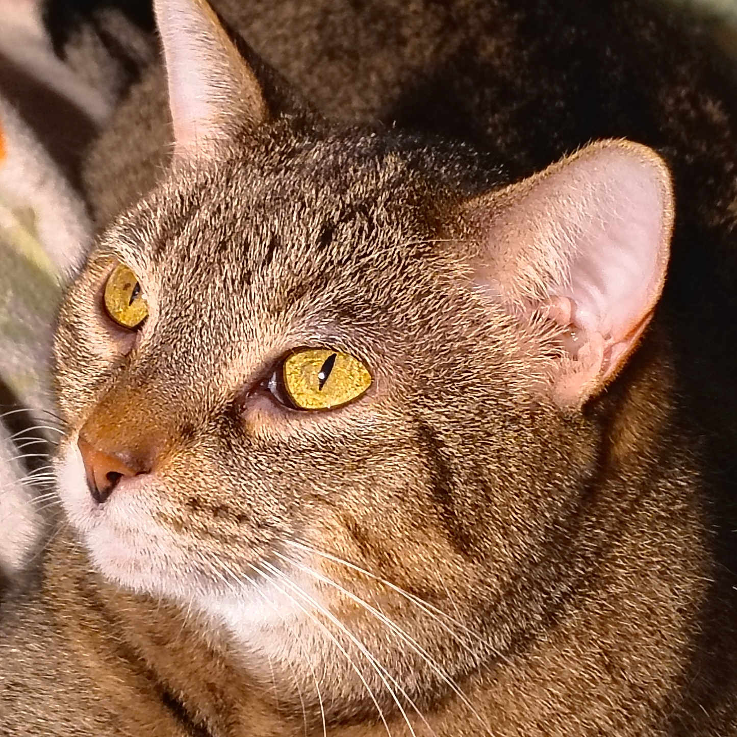Rio