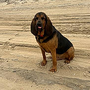 Albert is registered to the contest to win money with this photo: animal, beach, bloodhound, canine, cute, dog, dunes, ears, fur, landscape, muzzle, nature, outdoor, paw_prints, pet, sand, sitting, sky, tongue_out, tracks