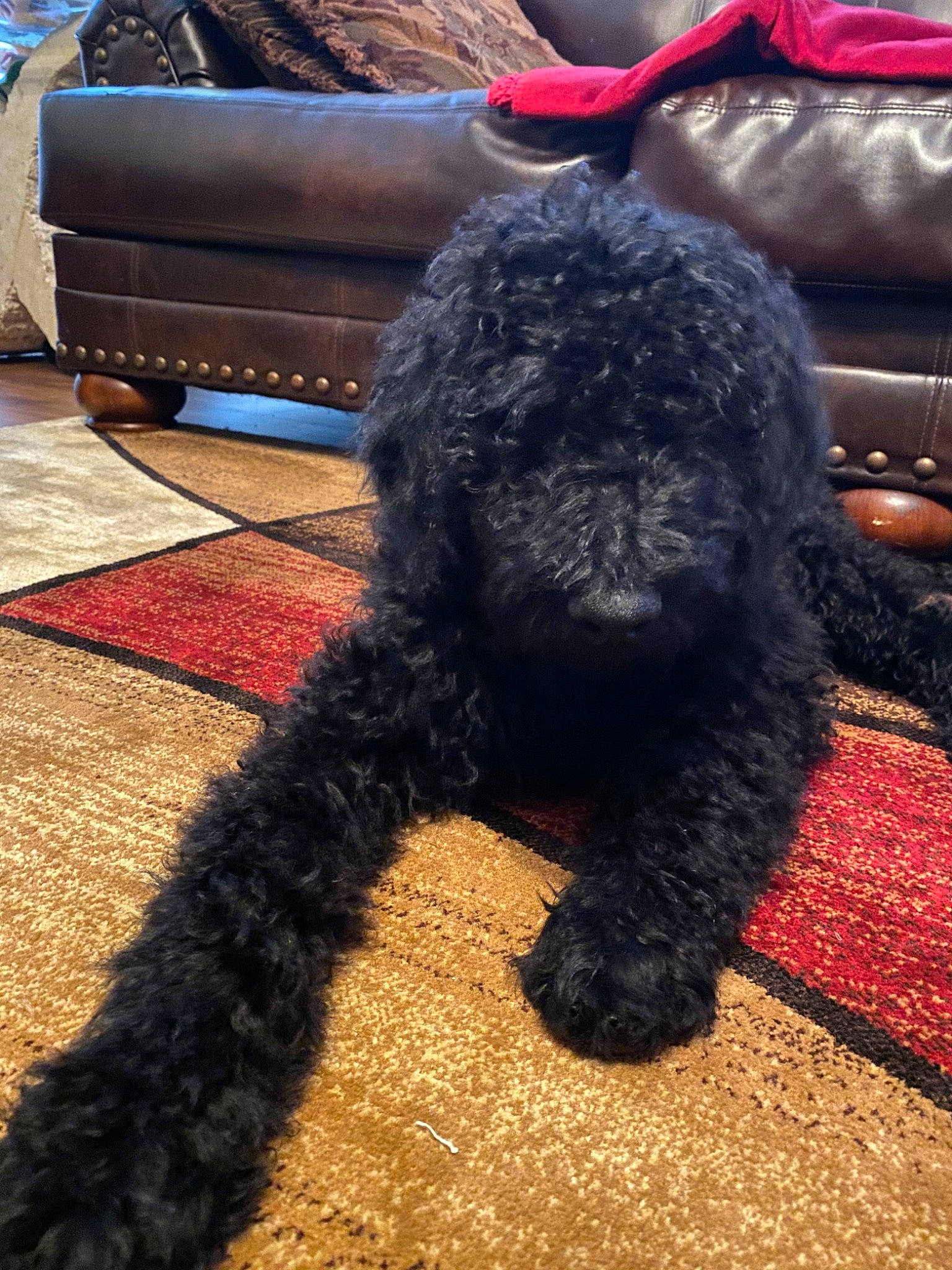 Aries is registered to the contest to win money with this photo: barbet, black_russian_terrier, bouvier_des_flandres, canidae, carnivore, cockapoo, dog, dog_breed, goldendoodle, labradoodle, mammal, miniature_poodle, non_sporting_group, portuguese_water_dog, spanish_water_dog, sporting_group, standard_poodle, terrier, vertebrate, water_dog