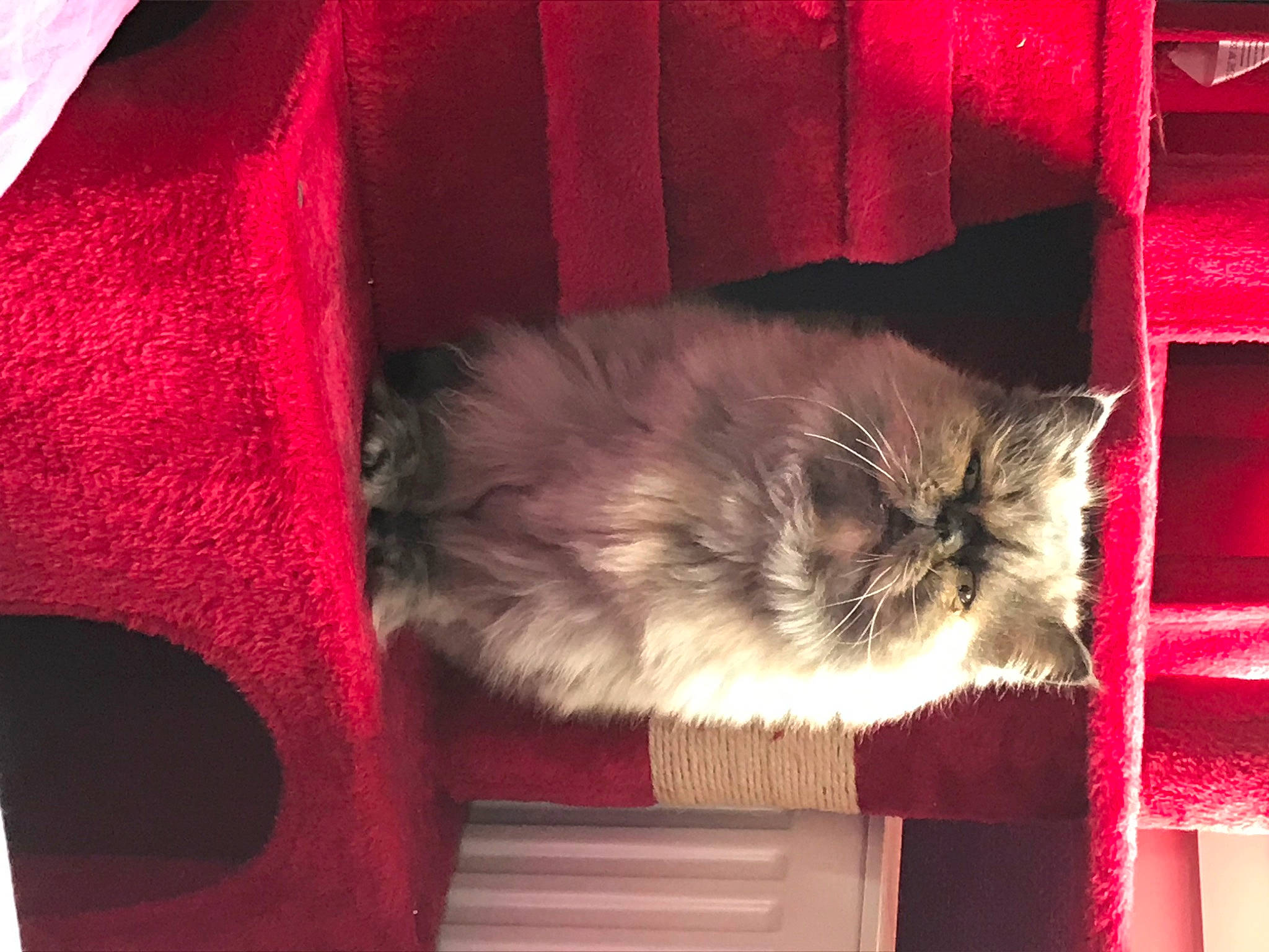 Fanny participe au concours pour gagner de l'argent avec cette photo : carnivore, cat, domestic_long_haired_cat, fawn, felidae, fur, kitten, norwegian_forest_cat, persian, small_to_medium_sized_cats, whiskers