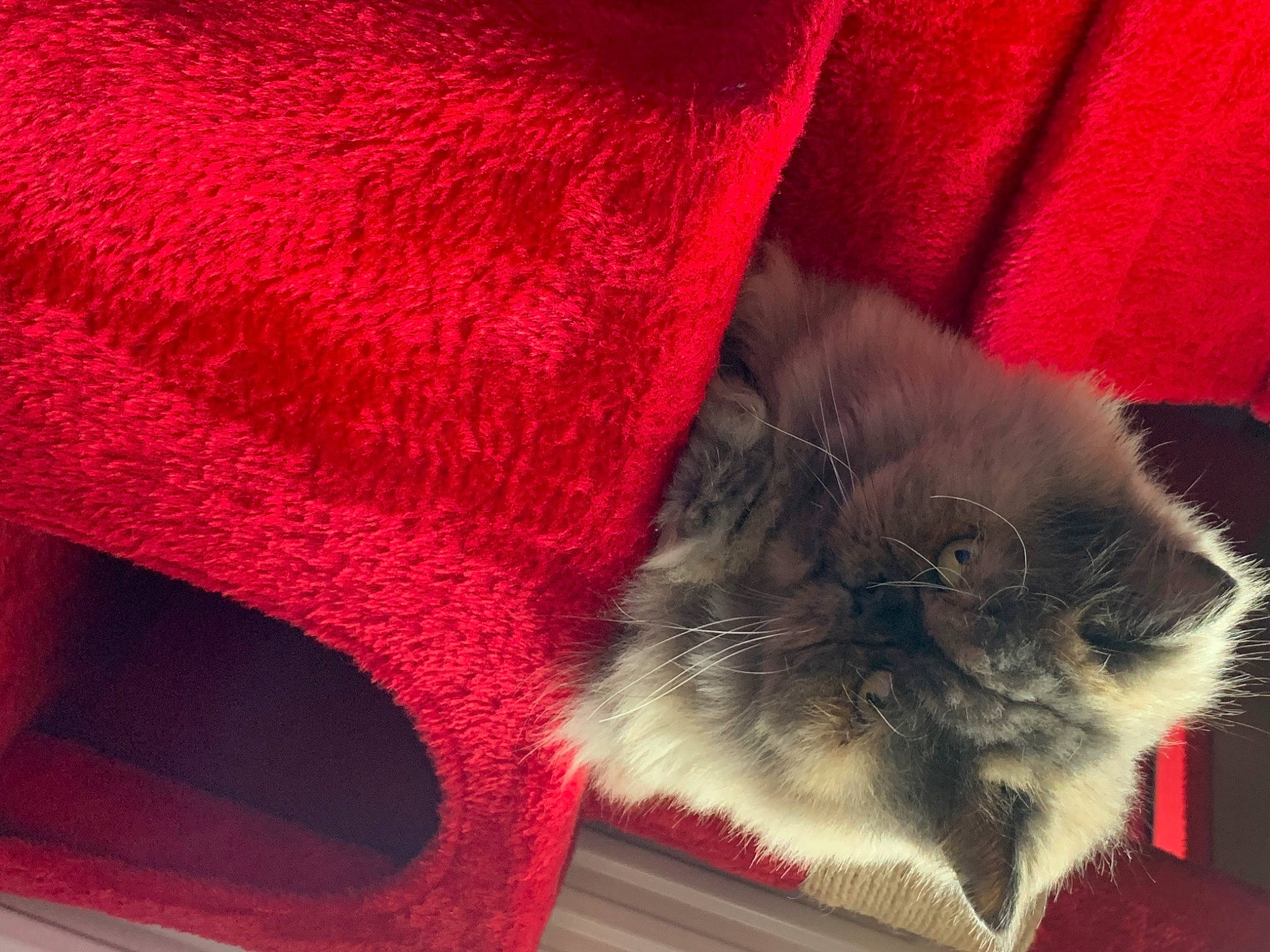 Fanny a rejoint le concours — aidez-le/la à gagner de superbes lots ! carnivore, cat, chartreux, claw, felidae, fur, paw, polydactyl_cat, red, small_to_medium_sized_cats, snout, tail, whiskers