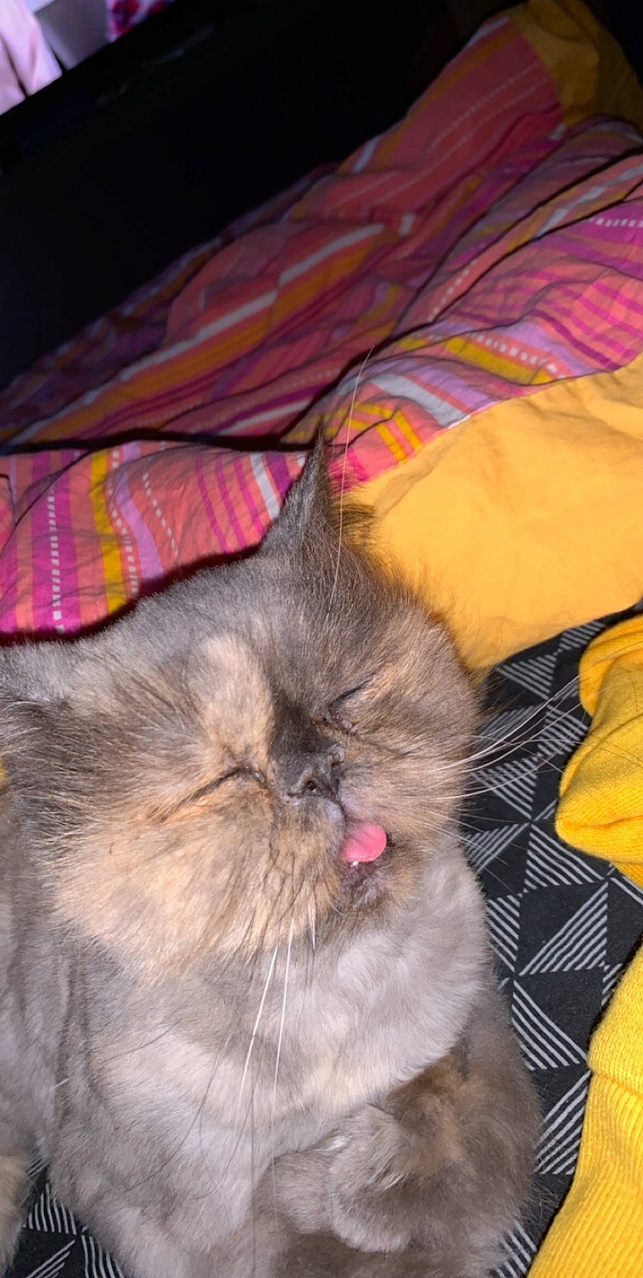 Fanny participe au concours pour gagner de l'argent avec cette photo : carnivore, cat, domestic_long_haired_cat, fawn, felidae, fur, himalayan, kitten, mammal, norwegian_forest_cat, persian, ragdoll, small_to_medium_sized_cats, snout, whiskers