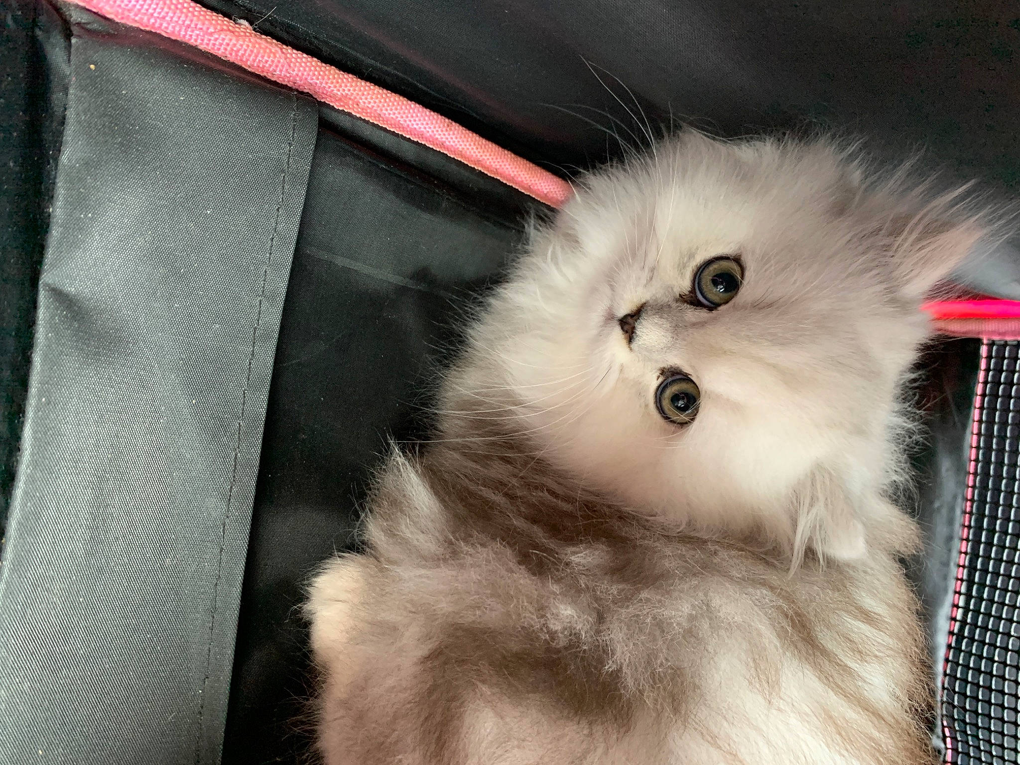 Fury a rejoint le concours — aidez-le/la à gagner de superbes lots ! asian_semi_longhair, british_longhair, british_semi_longhair, carnivore, cat, domestic_long_haired_cat, eye, felidae, fur, himalayan, kitten, mammal, napoleon_cat, persian, ragamuffin, ragdoll, small_to_medium_sized_cats, snout, whiskers