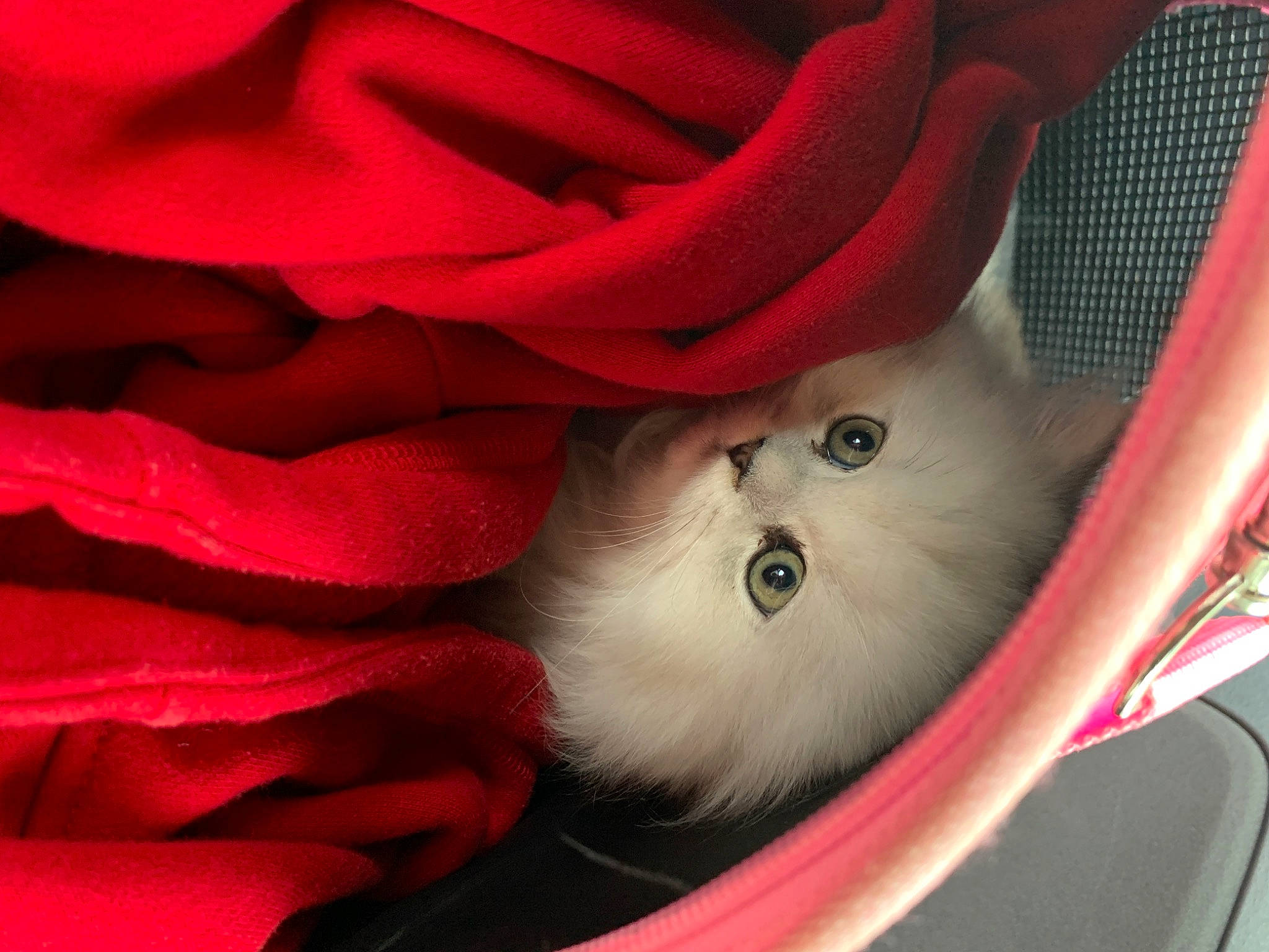 Fury a rejoint le concours — aidez-le/la à gagner de superbes lots ! british_longhair, british_semi_longhair, carnivore, cat, domestic_long_haired_cat, felidae, fur, kitten, mammal, persian, ragamuffin, red, small_to_medium_sized_cats, snout, whiskers