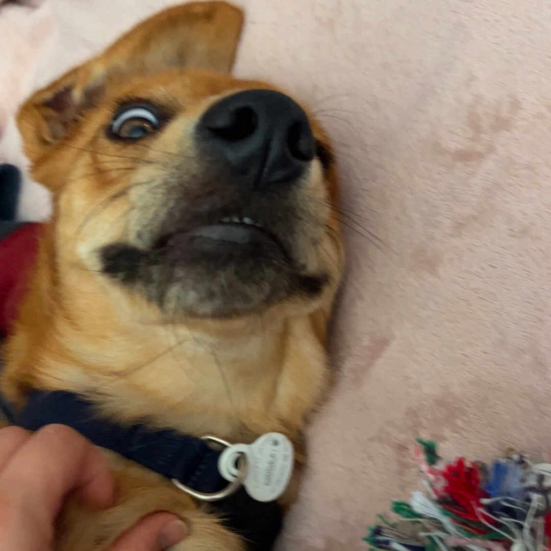 Quiko