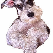 Manny is registered to the contest to win money with this photo: adorable, canine, close_up, curious, dog, ears, eyes, fluffy, fur, mustache, nose, paws, pet, portrait, puppy, schnauzer, shaggy, sitting, studio, white_background
