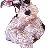 dog, schnauzer, puppy, canine, fluffy, shaggy, fur, mustache, ears, eyes, nose, paws, portrait, close_up, white_background, studio, adorable, curious, sitting, pet