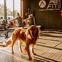 Max is registered to the contest to win money with this photo: dog, golden_retriever, gym, fitness, exercise, rowing_machine, person, workout, indoor, sunlight, shadow, floor, happy, pet, animal, blurred_background, training, casual, active, healthy_lifestyle