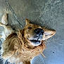 dog, golden_retriever, pet, canine, fur, smiling, teeth, lying_down, floor, concrete, playful, animal, mammal, indoor, closeup, portrait, happy, cute, friendly, domestic_animal
