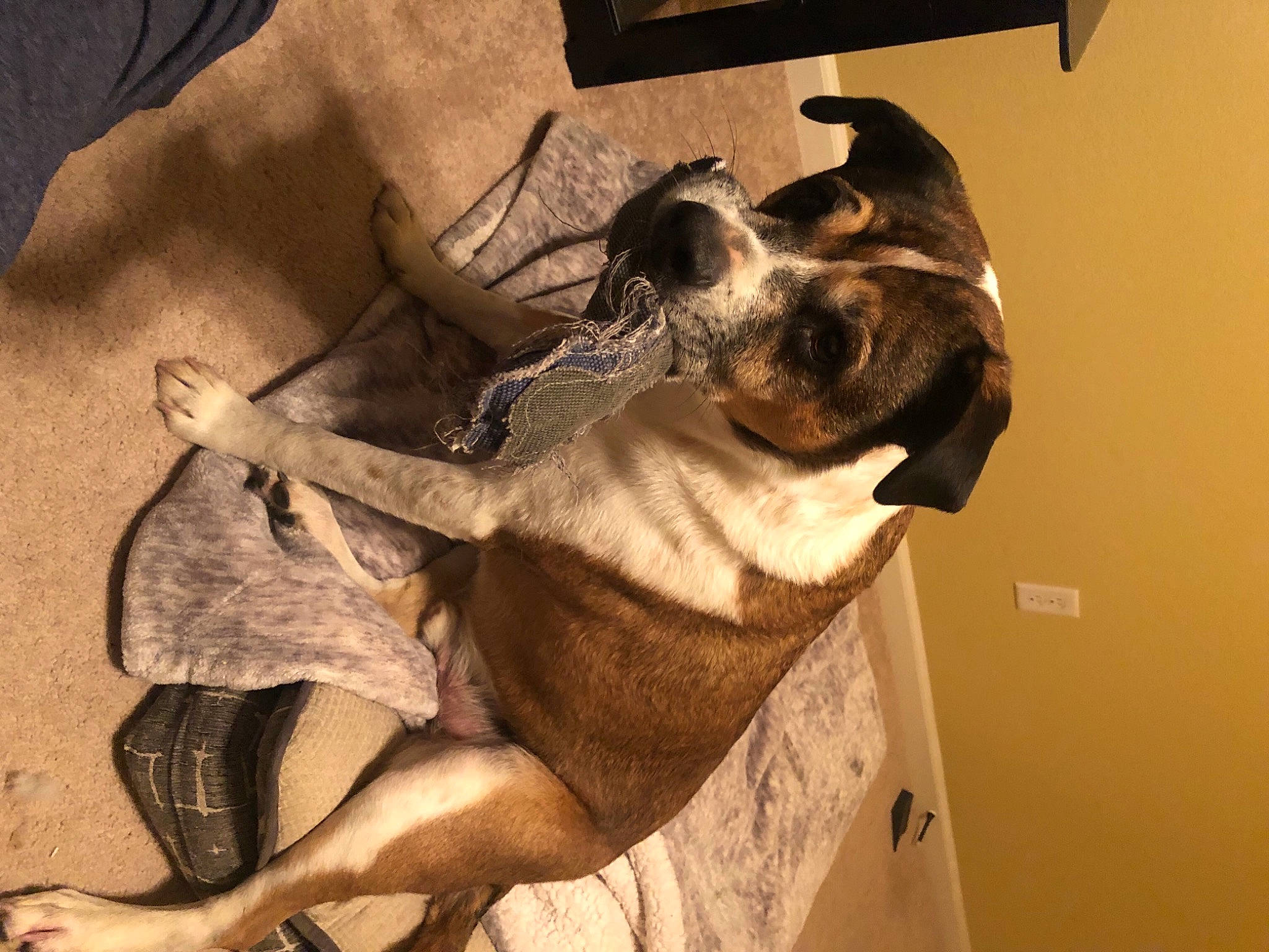 Otis is registered to the contest to win money with this photo: canidae, carnivore, collar, comfort, companion_dog, dog, dog_breed, fawn, foot, hound, liver, paw, pet_supply, snout, sporting_group, working_animal, working_dog