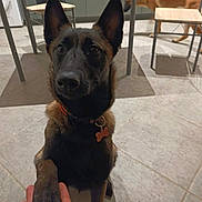 Nala a rejoint le concours — aidez-le/la à gagner de superbes lots ! dog, paw, hand, floor, indoor, kitchen, table, chair, tile_floor, collar, pet, animal, brown_dog, black_dog, interaction, domestic, friendly, canine, person_hand, background