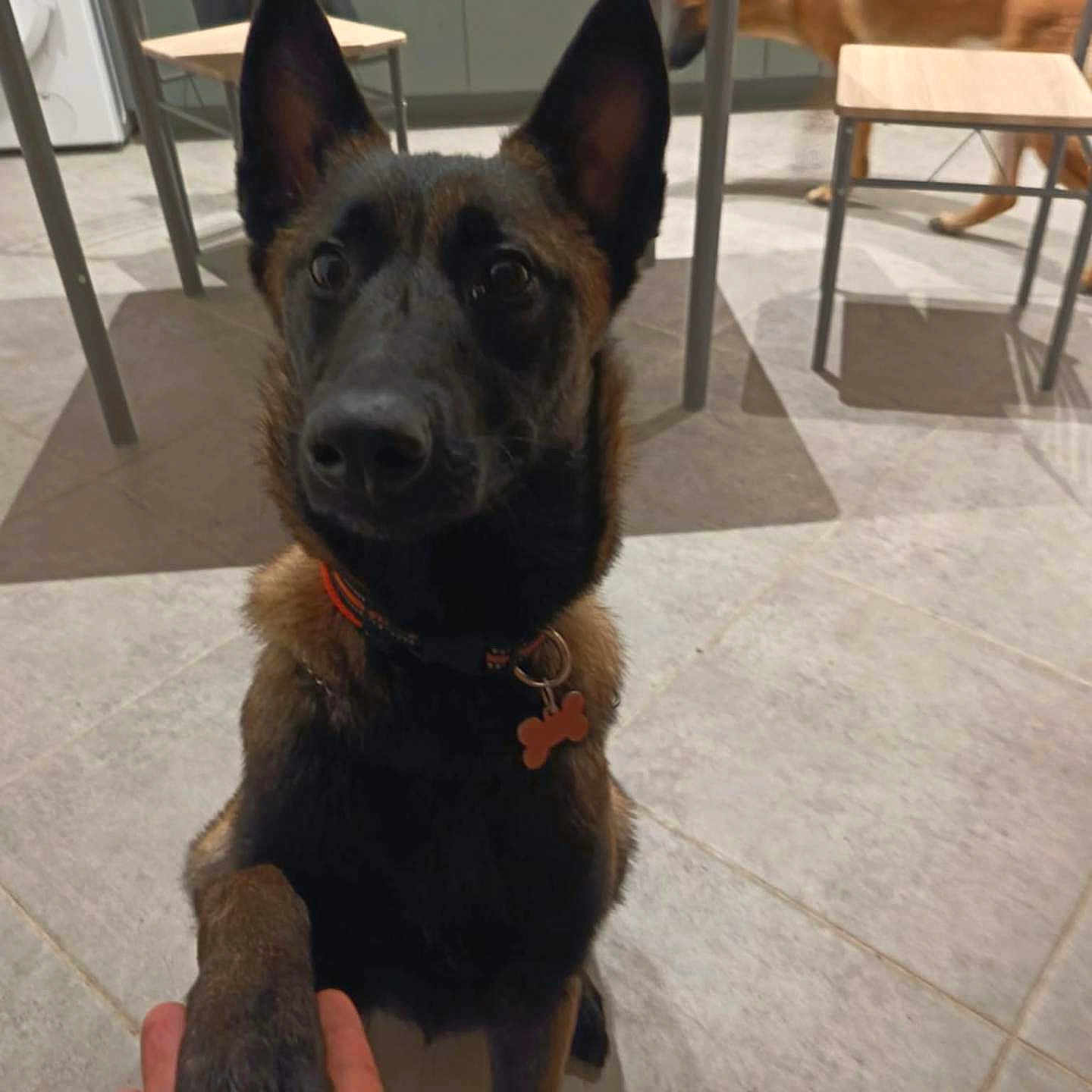 Nala a rejoint le concours — aidez-le/la à gagner de superbes lots ! animal, background, black_dog, brown_dog, canine, chair, collar, dog, domestic, floor, friendly, hand, indoor, interaction, kitchen, paw, person_hand, pet, table, tile_floor