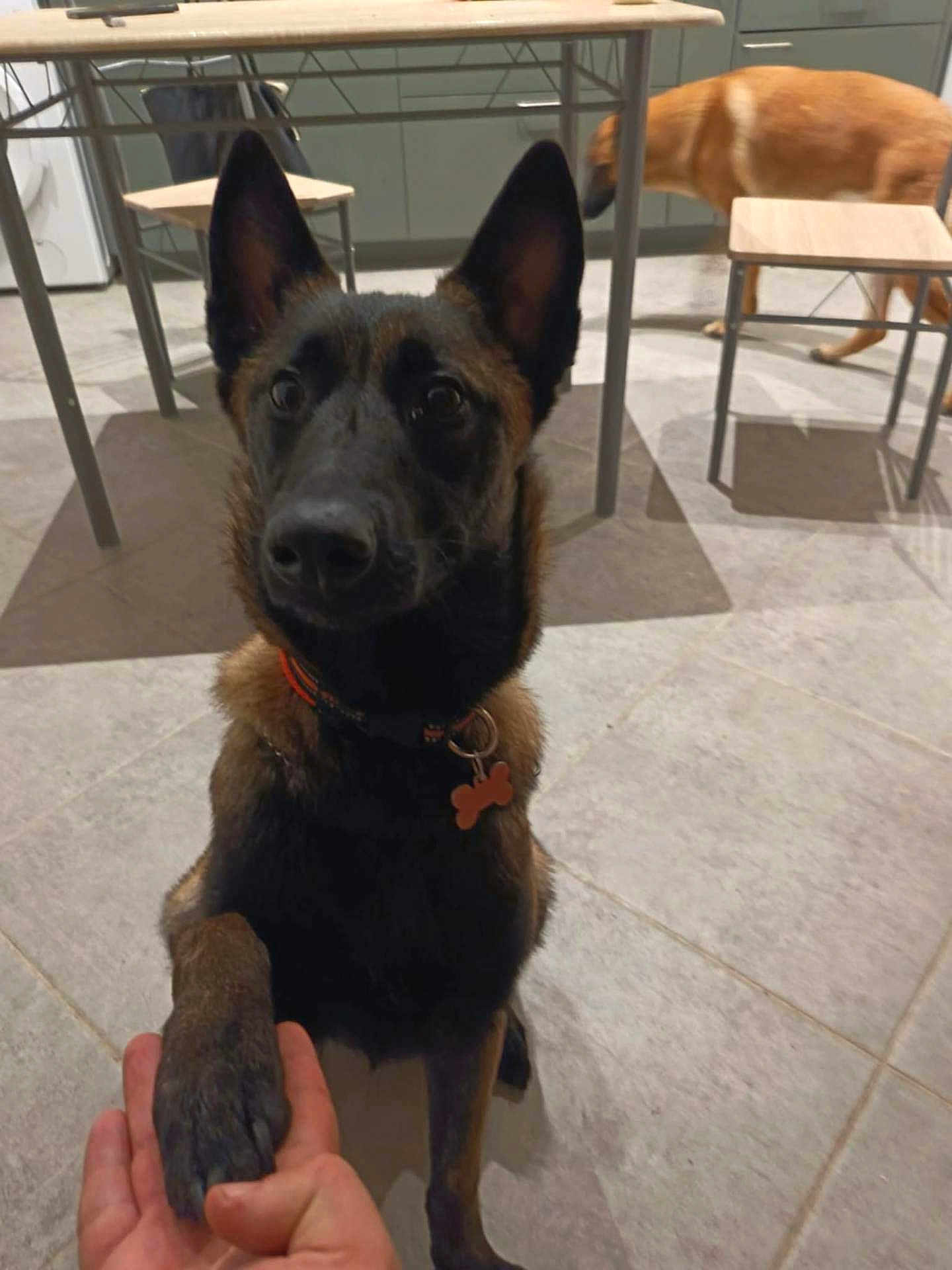 Nala