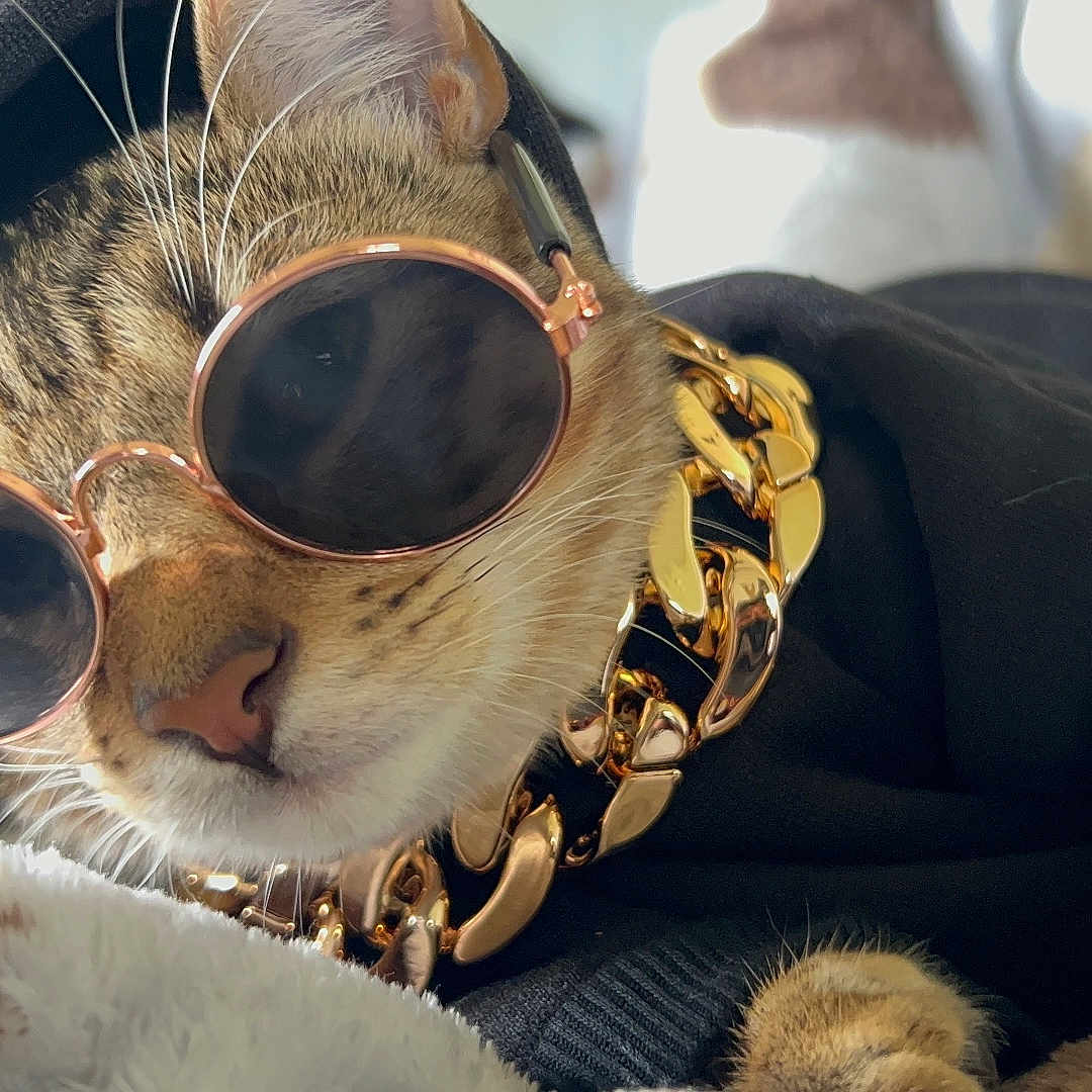 Doja Cat joined the competition — help win amazing prizes! abyssinian, accessories, animal, bodypart, cap, cat, clothing, finger, glasses, goggles, hand, hat, hoodie, kitten, knitwear, person, pet, sunglasses, sweater, sweatshirt