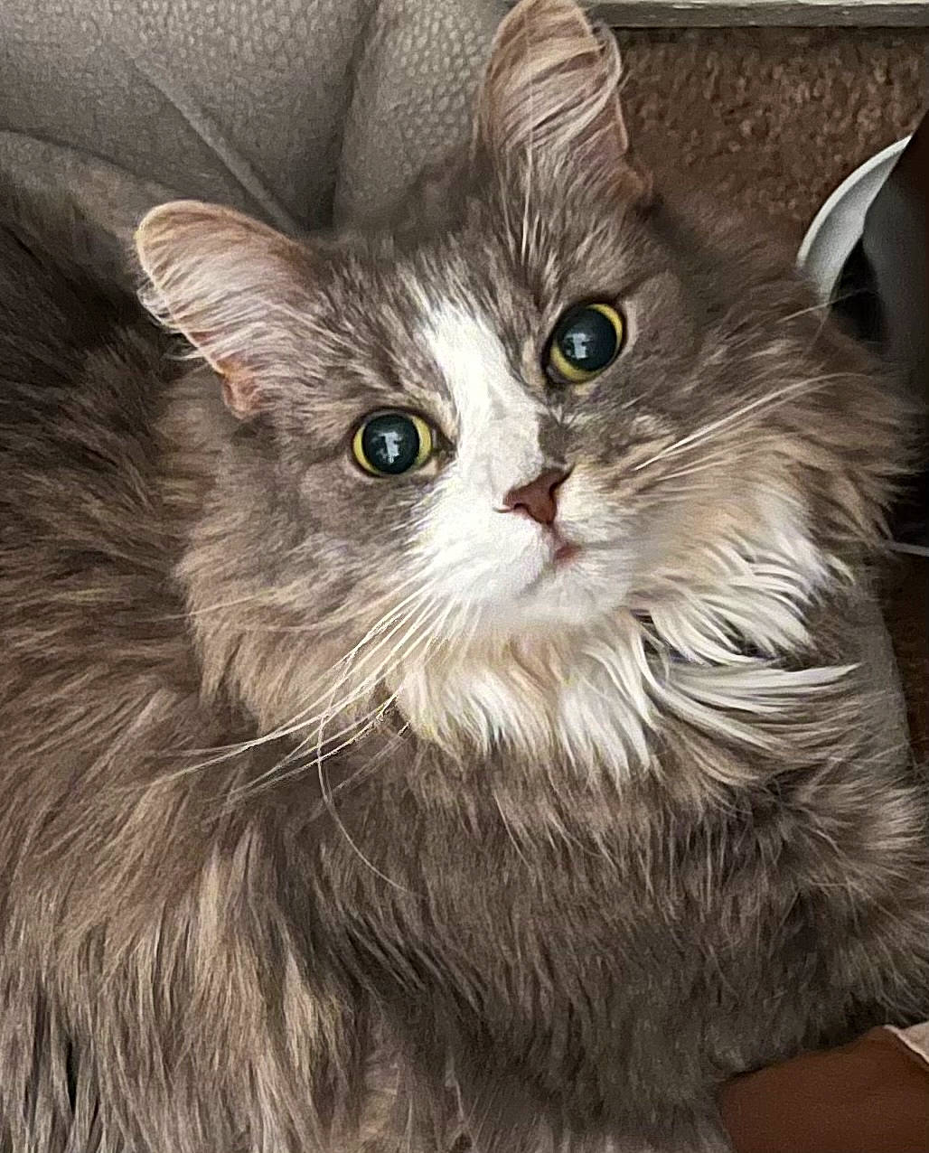 Mia joined the competition — help win amazing prizes! box, carnivore, cat, claw, domestic_short_haired_cat, eye, fawn, felidae, fur, iris, paw, small_to_medium_sized_cats, snout, terrestrial_animal, whiskers