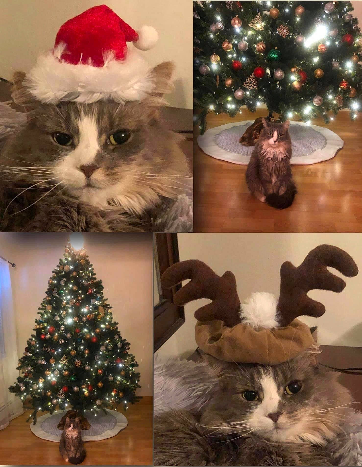 Mia joined the competition — help win amazing prizes! carnivore, cat, christmas, christmas_decoration, christmas_ornament, christmas_tree, event, fawn, felidae, holiday, holiday_ornament, mammal, ornament, plant, small_to_medium_sized_cats, snapshot, tree, vertebrate, whiskers, white