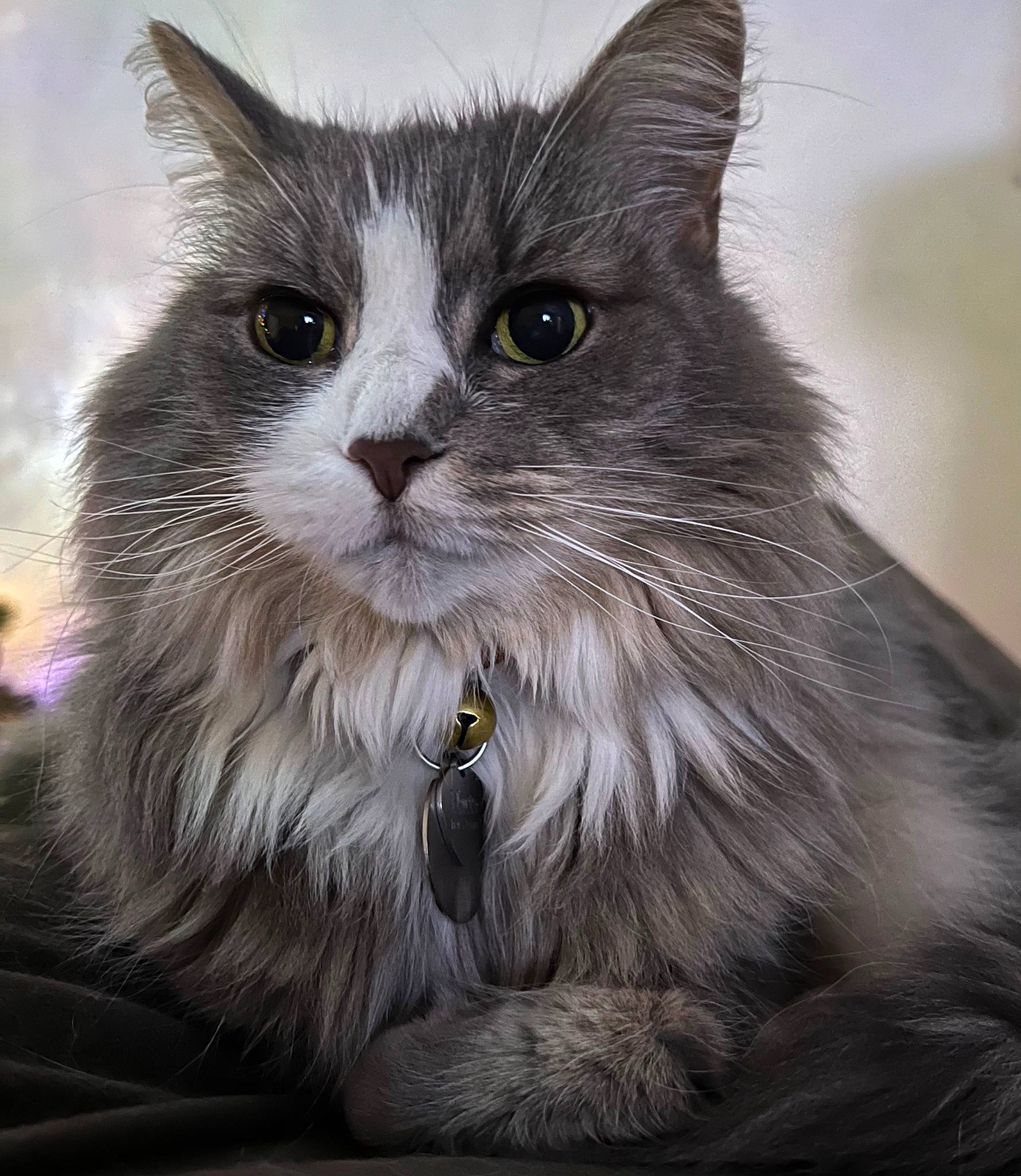 Mia is registered to the contest to win money with this photo: british_longhair, carnivore, cat, domestic_short_haired_cat, eye, felidae, fur, grey, head, small_to_medium_sized_cats, snout, terrestrial_animal, whiskers