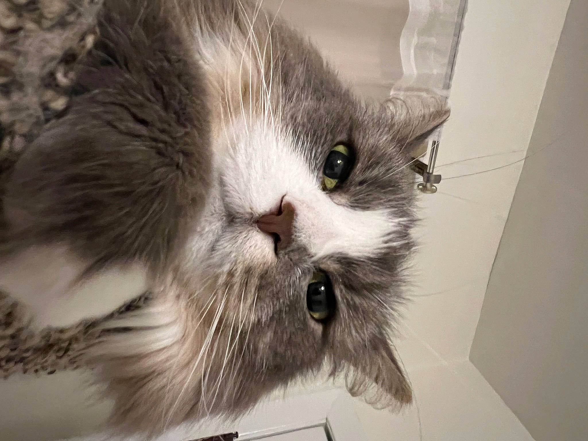 Mia is registered to the contest to win money with this photo: birman, british_longhair, carnivore, cat, claw, domestic_short_haired_cat, felidae, fur, grey, paw, small_to_medium_sized_cats, snout, tail, terrestrial_animal, whiskers