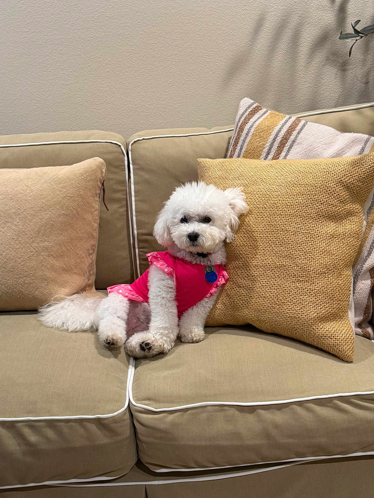 Lucy joined the competition — help win amazing prizes! dog, white_dog, poodle, pink_dress, couch, pillows, beige, furniture, indoor, pet, fluffy, relaxed, cute, small_dog, home, living_room, domestic_animal, cozy, animal, portrait