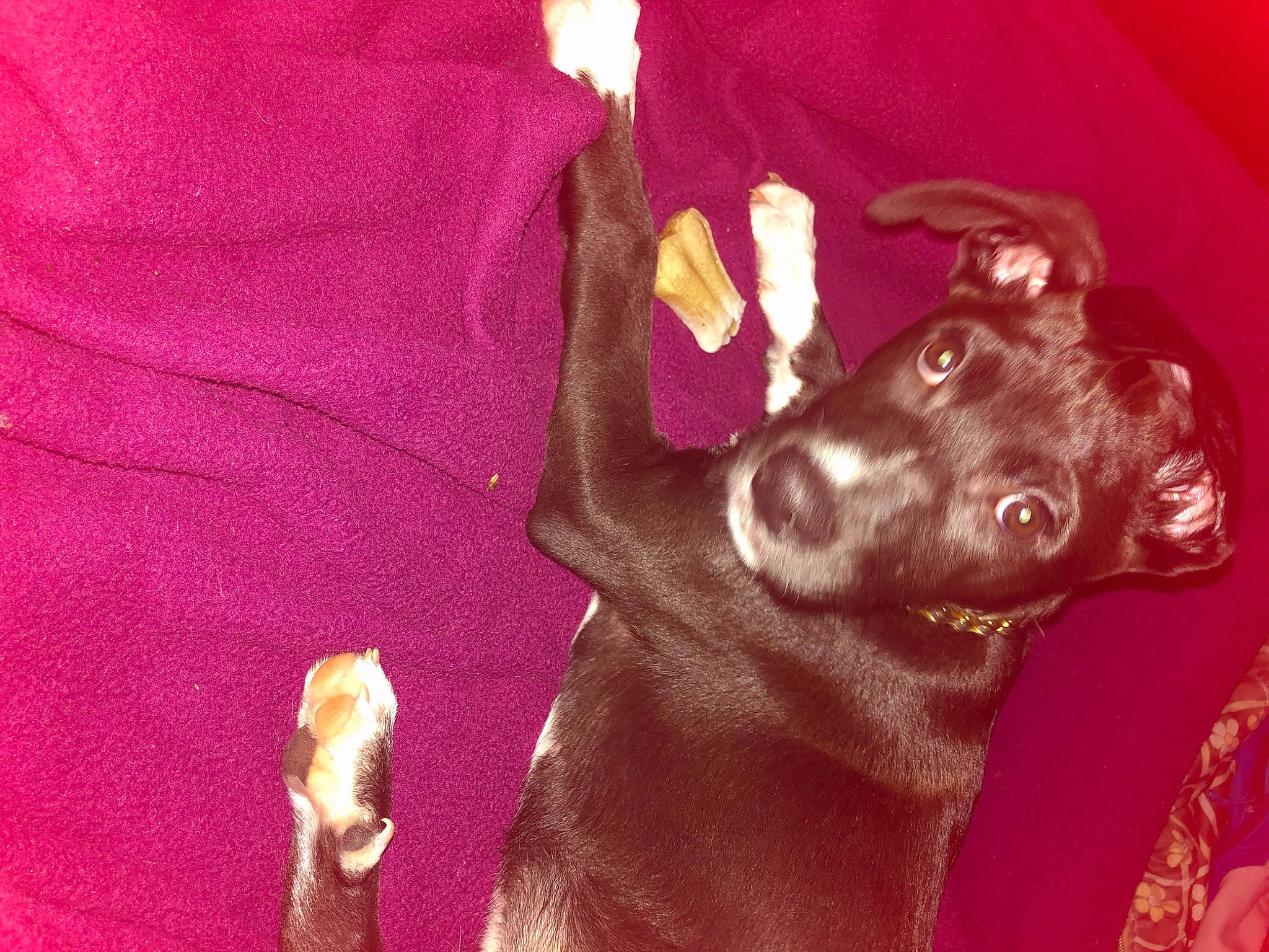 Alkor participe au concours pour gagner de l'argent avec cette photo : canidae, carnivore, collar, comfort, companion_dog, dog, dog_breed, dog_collar, ear, fawn, fur, gesture, gun_dog, liver, magenta, sleeve, snout, sporting_group, whiskers, working_animal