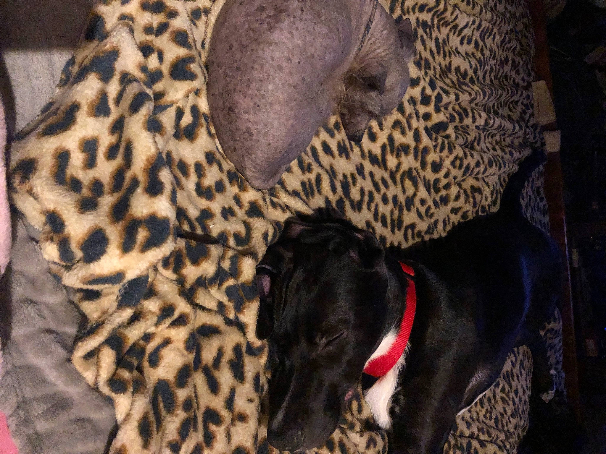 Alkor participe au concours pour gagner de l'argent avec cette photo : big_cats, carnivore, collar, companion_dog, dog, dog_breed, fawn, felidae, fur, guard_dog, leopard, linens, pattern, small_to_medium_sized_cats, snout, sporting_group, terrestrial_animal, whiskers, wildlife, working_animal