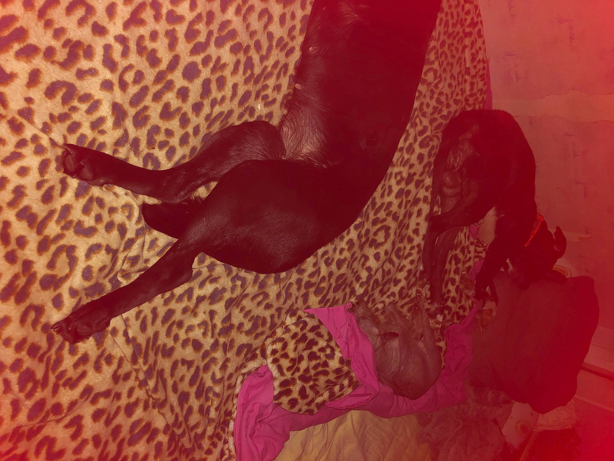 Alkor participe au concours pour gagner de l'argent avec cette photo : art, carnivore, fawn, flooring, font, fun, graphic_design, graphics, happy, illustration, magenta, pattern, room, shadow, tail, tints_and_shades, tree, visual_arts, water, wood