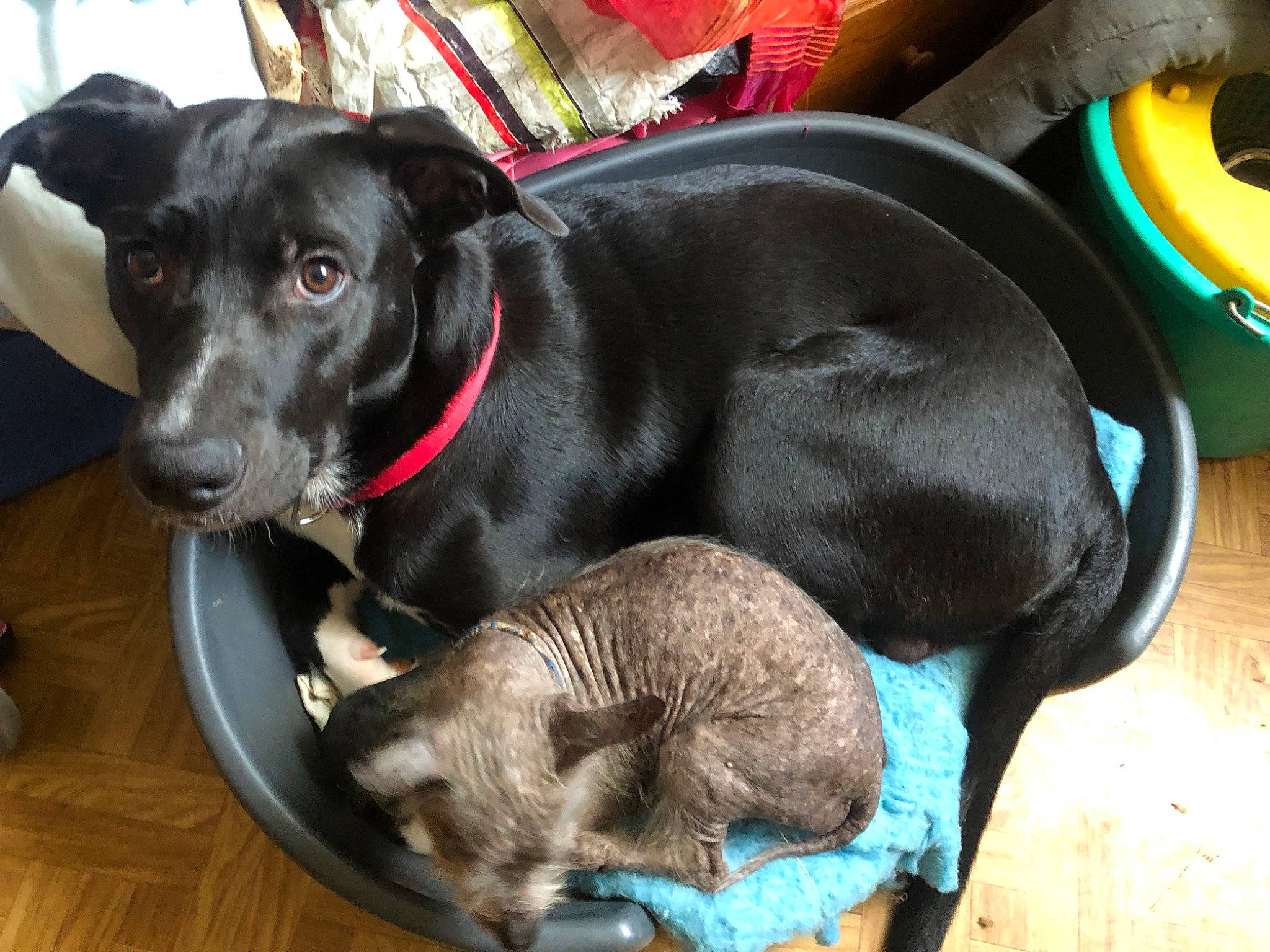 Alkor a rejoint le concours — aidez-le/la à gagner de superbes lots ! borador, canidae, carnivore, collar, comfort, companion_dog, dog, dog_breed, dog_collar, dog_supply, fur, guard_dog, gun_dog, liver, pet_supply, puppy, snout, sporting_group, whiskers, working_animal